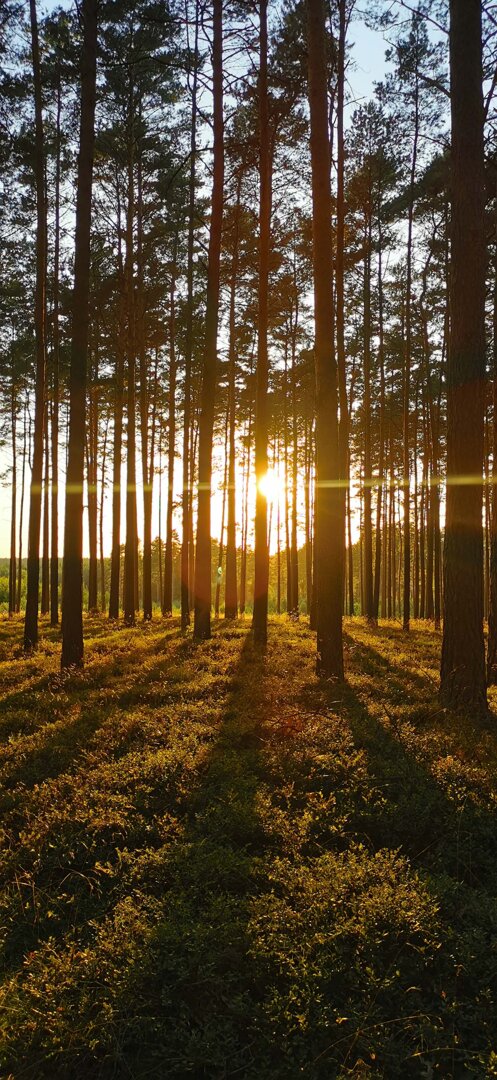 Zach&oacute;d słońca w lesie
