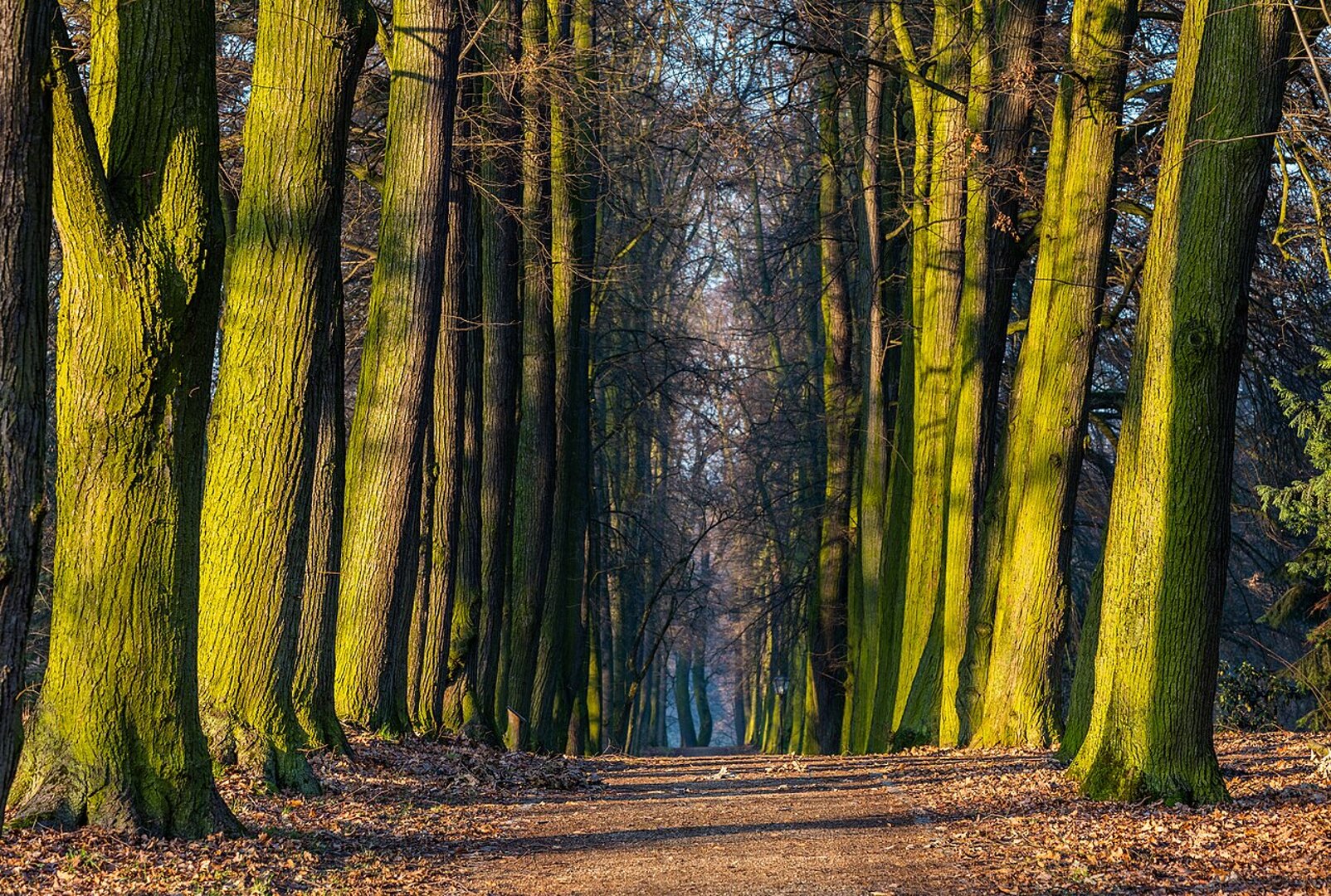 Arboretum w Gołuchowie