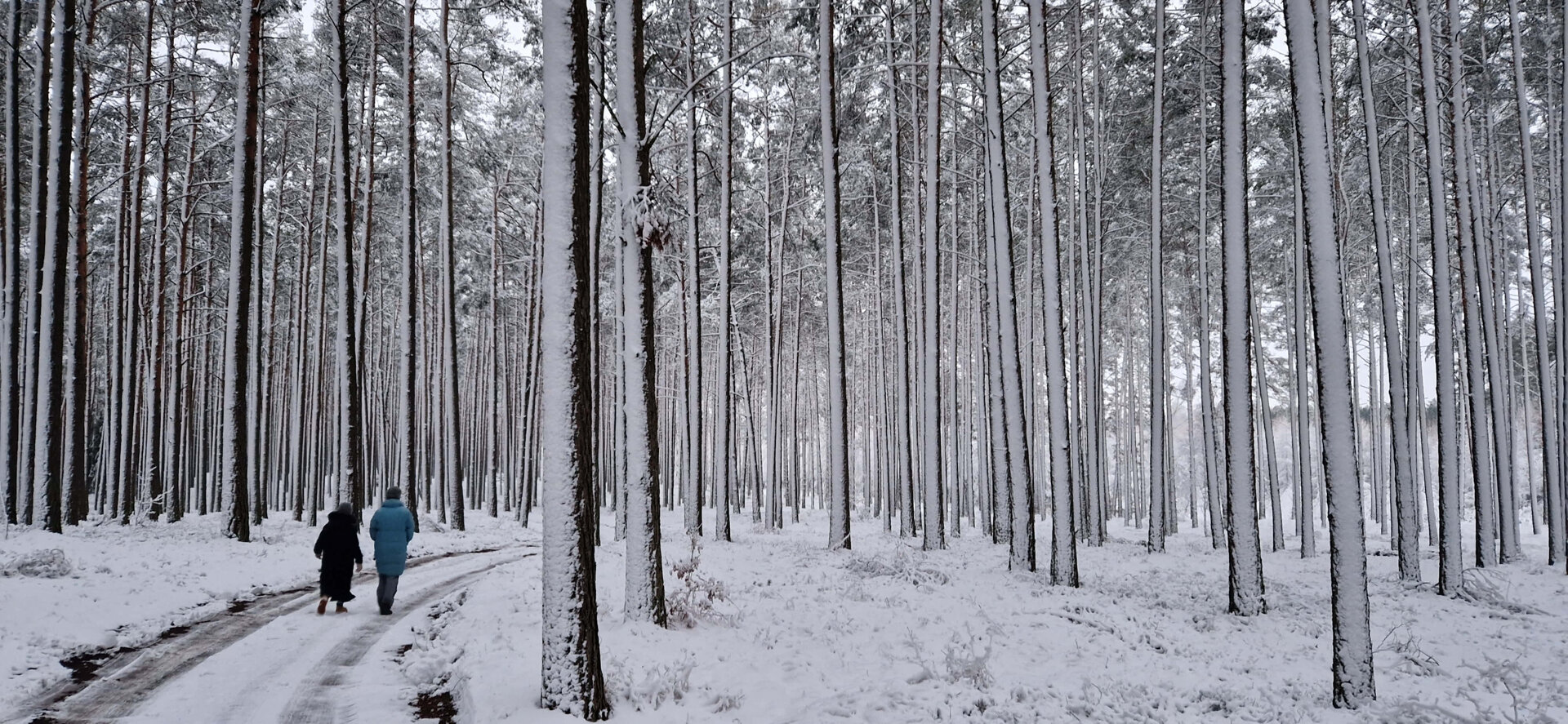 Trasy na biegówki w Borach Tucholskich