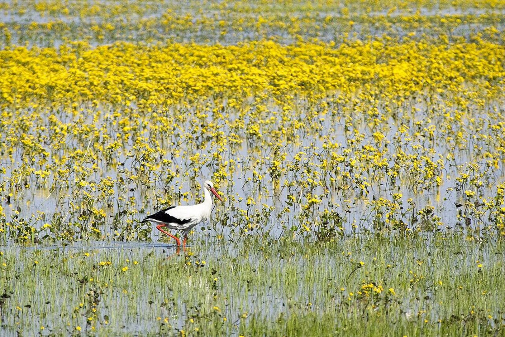 Bocian w Biebrzańskim Parku Narodowym